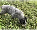 Small Photo #5 Australian Cattle Dog Puppy For Sale in TAMPA, FL, USA