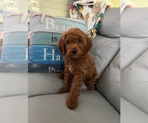 Goldendoodle (Miniature) Puppy for Sale in LAKEWOOD RANCH, Florida USA