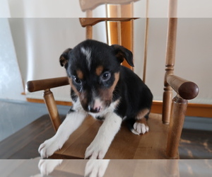 Australian Cattle Dog Puppy for sale in THREE RIVERS, MI, USA