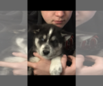 Small Photo #16 Siberian Husky Puppy For Sale in WASHBURN, WI, USA
