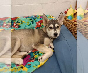 - Mix Dogs for adoption in York, SC, USA