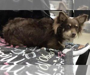 Chihuahua Dogs for adoption in Riverside, CA, USA