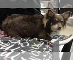 Small Chihuahua