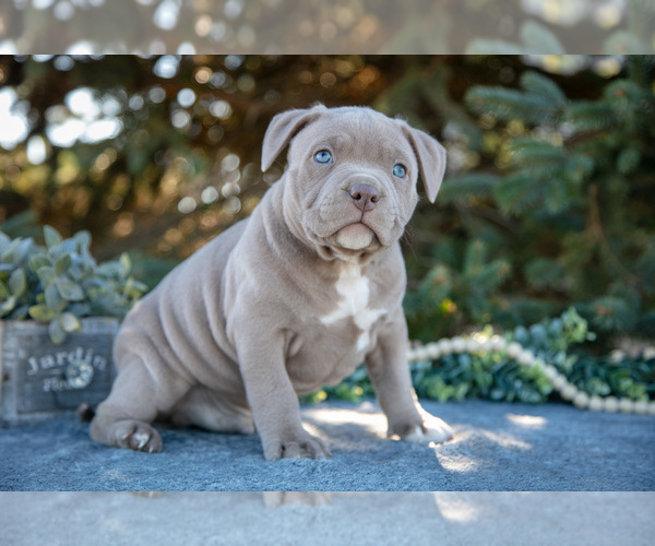 Medium Photo #3 American Bully Puppy For Sale in TOPEKA, IN, USA