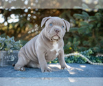 Small Photo #7 American Bully Puppy For Sale in TOPEKA, IN, USA