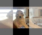 Small Photo #8 Goldendoodle Puppy For Sale in RATHDRUM, ID, USA