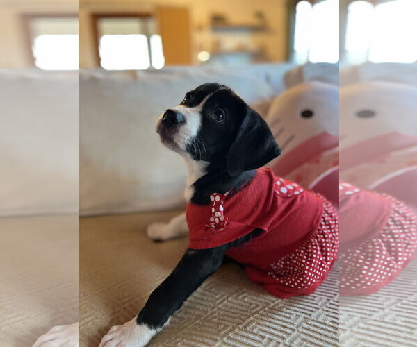 Medium Photo #4 Labrador Retriever-Unknown Mix Puppy For Sale in Holly Springs, NC, USA