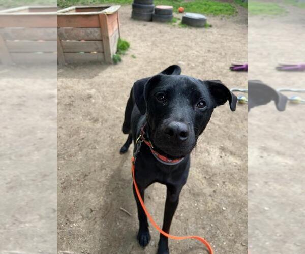 Medium Photo #5 Labrador Retriever-Unknown Mix Puppy For Sale in Brewster, NY, USA