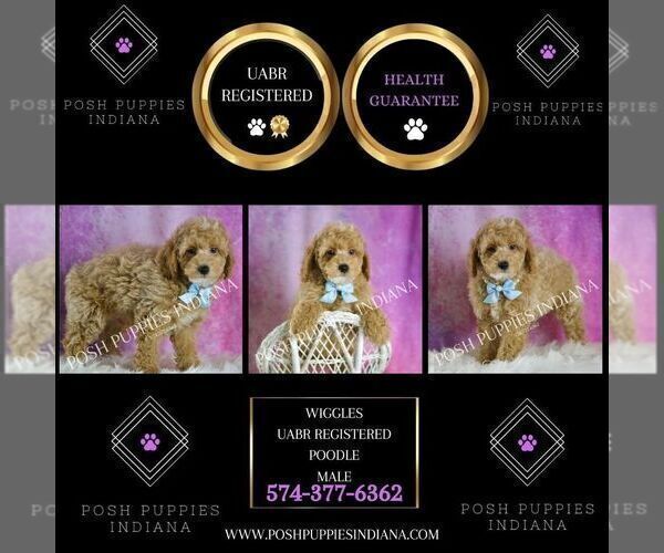 Medium Photo #2 Poodle (Toy) Puppy For Sale in WARSAW, IN, USA