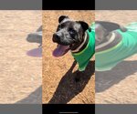 Small #25 American Pit Bull Terrier-Labrador Retriever Mix