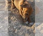 Small Photo #47 Rhodesian Ridgeback Puppy For Sale in MORONGO VALLEY, CA, USA