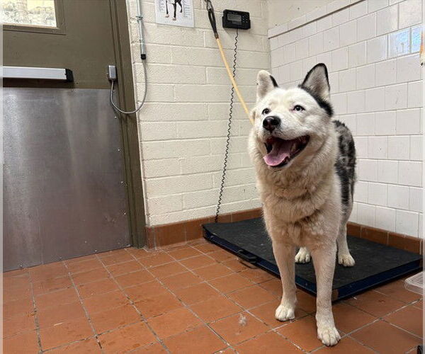 Medium Photo #1 Siberian Husky Puppy For Sale in Camarillo, CA, USA