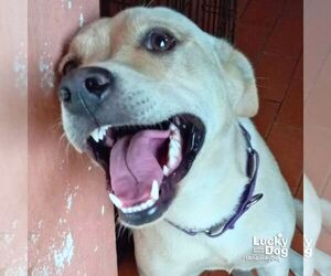 Medium Labrador Retriever-Retriever  Mix