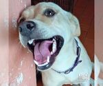 Small Labrador Retriever-Retriever Mix