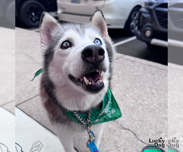 Medium Photo #9 Siberian Husky-Unknown Mix Puppy For Sale in Washington, DC, USA