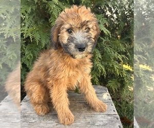 Mini Whoodle (Wheaten Terrier/Miniature Poodle) Puppy for sale in MIDDLEBURY, IN, USA