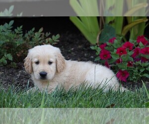 Golden Retriever Puppy for sale in FREDERICKSBG, OH, USA