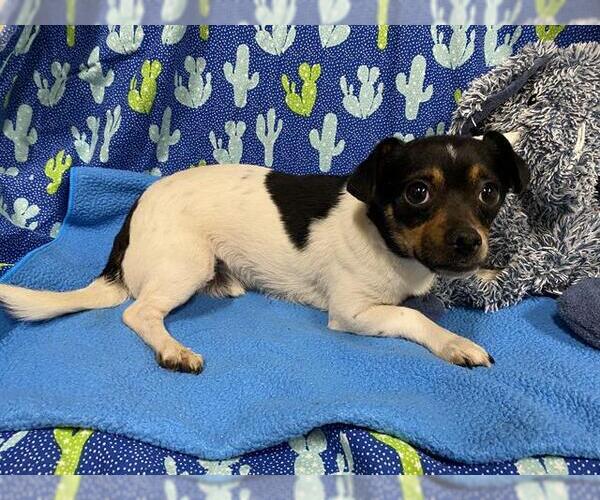 Medium Photo #1 Chihuahua-Unknown Mix Puppy For Sale in Modesto, CA, USA