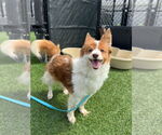 Small #16 Chi-Corgi