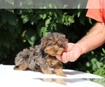 Small #5 Yorkiepoo mix (+ Poodle Toy)
