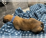 Small Photo #260 Belgian Malinois Puppy For Sale in REESEVILLE, WI, USA