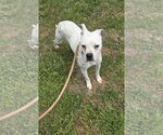 Small #2 Boxer Mix