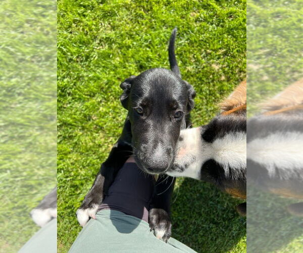 Medium Photo #10 Great Dane-Siberian Husky Mix Puppy For Sale in Bullard, TX, USA