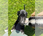 Small #9 Great Dane-Siberian Husky Mix