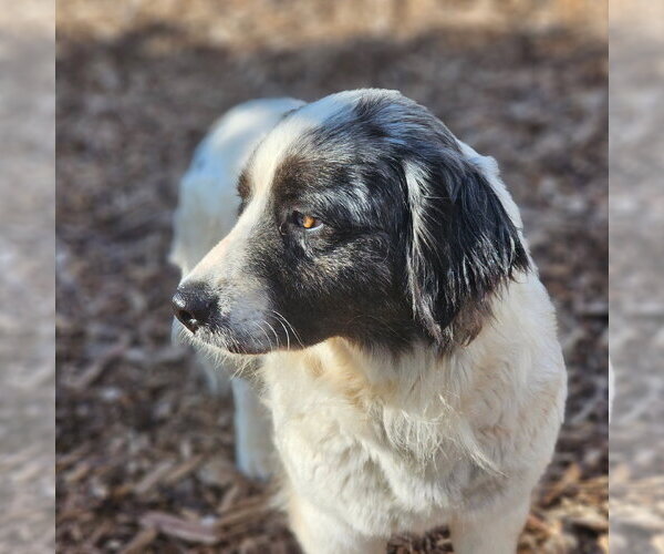Medium Photo #5 Mutt Puppy For Sale in Bloomingdale, NJ, USA
