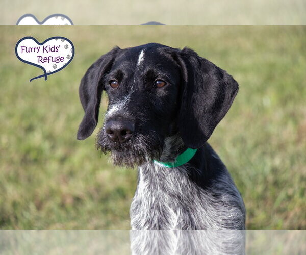 Medium Photo #1 Poointer Puppy For Sale in Lee's Summit, MO, USA