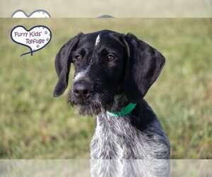 Poointer Dogs for adoption in Lee's Summit, MO, USA