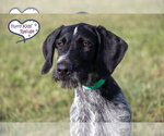 Maury - Female Poointer Dog for Adoption - Small photo
