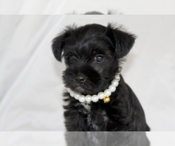 Medium Photo #1 Schnauzer (Miniature) Puppy For Sale in BROOKSVILLE, FL, USA