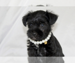 Image preview for Ad Listing. Nickname: Shadow