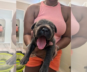 Cane Corso Puppy for sale in FORT LAUDERDALE, FL, USA