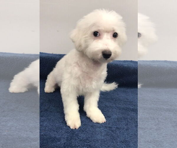 Medium Photo #3 Bichon Frise Puppy For Sale in Lincolnwood, IL, USA