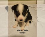 Small #1 Border Collie-Siberian Husky Mix