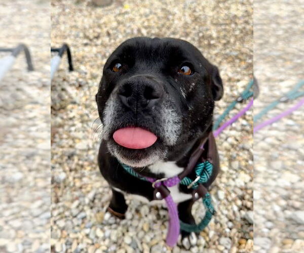 Medium Photo #4 Mutt Puppy For Sale in Jackson , NJ, USA