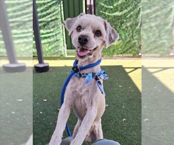 Medium Photo #1 Maltese-Unknown Mix Puppy For Sale in Woodland, CA, USA