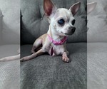 Small Chihuahua