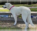 Small Photo #14 Great Pyrenees Puppy For Sale in Houston, TX, USA