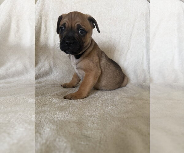 Medium Photo #2 French Bulldog Puppy For Sale in St. Louis Park, MN, USA