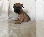 Small #1 French Bulldog