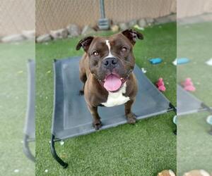 American Pit Bull Terrier-Unknown Mix Dogs for adoption in Chula Vista, CA, USA