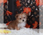 Small Photo #4 Yo-Chon Puppy For Sale in MOUNT VERNON, OH, USA