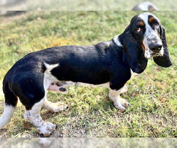 Medium Photo #2 Basset Hound Puppy For Sale in Deepwater, NJ, USA