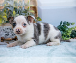 Puppy Puddles Chihuahua