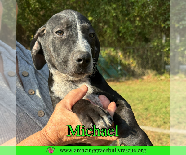 Medium Photo #13 Pointer-Unknown Mix Puppy For Sale in Pensacola, FL, USA