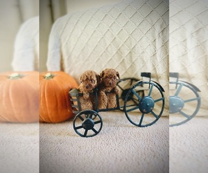 Poodle (Miniature) Puppy for sale in HEMET, CA, USA