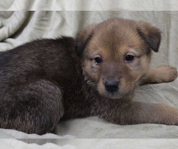 Medium Photo #3 Shepradors Puppy For Sale in Princeton, MN, USA